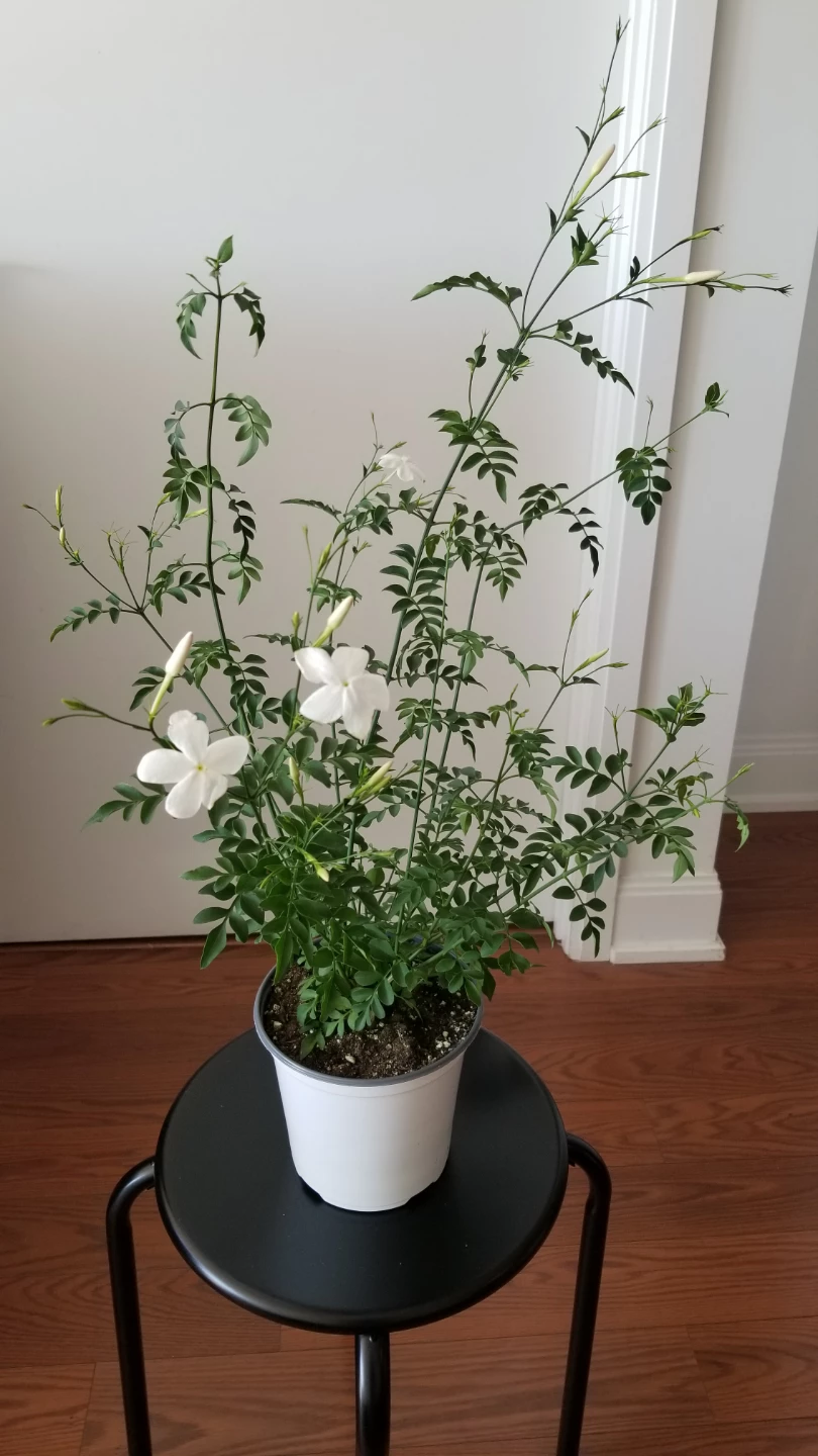 Jasmine Plant