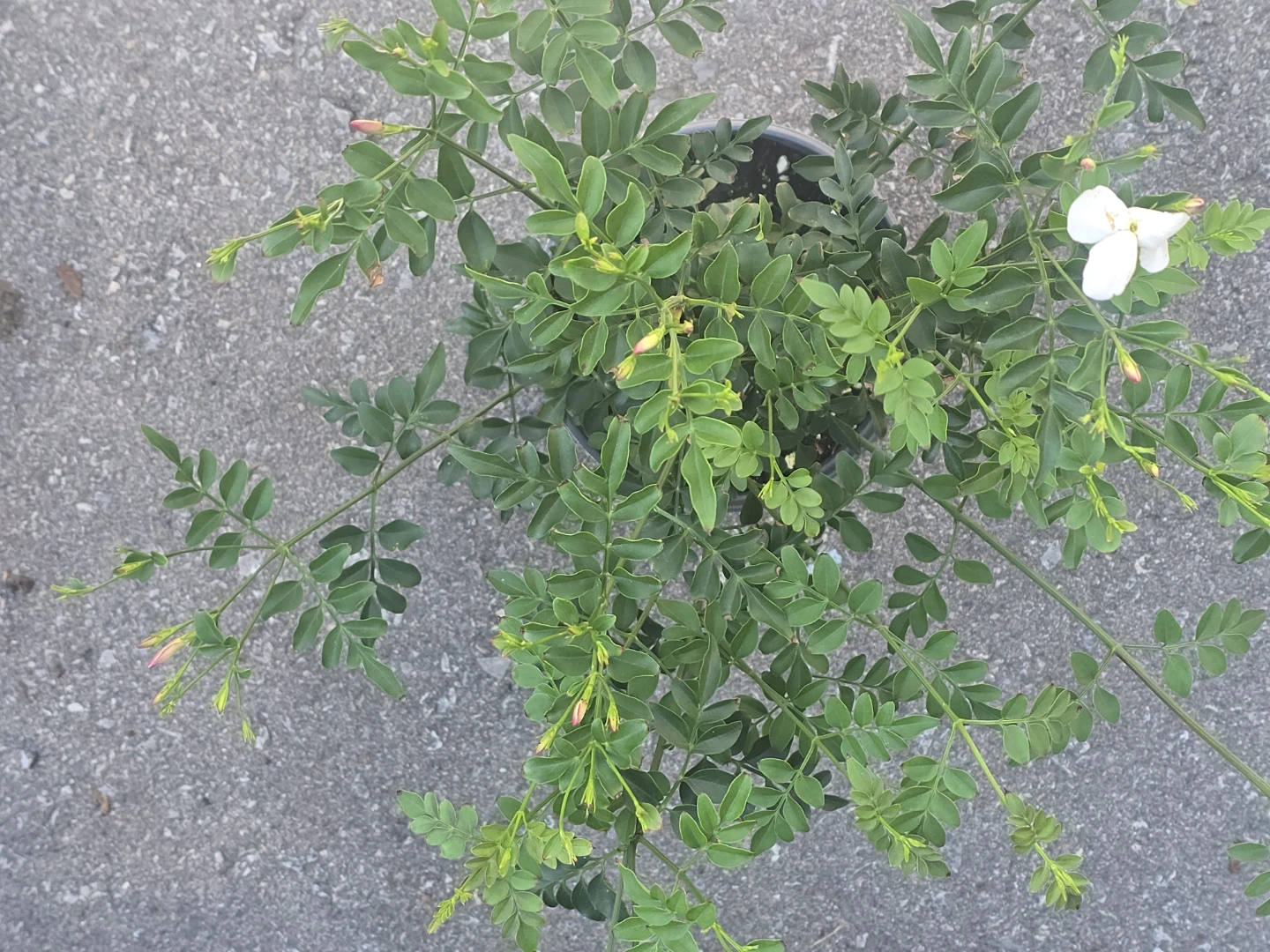 Potted Jasmine Plant with White Flowers - photo 3