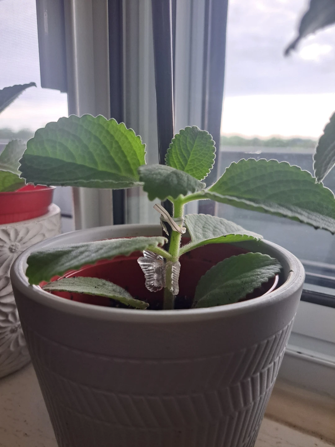 Mexican Mint/French thyme plant - photo 2