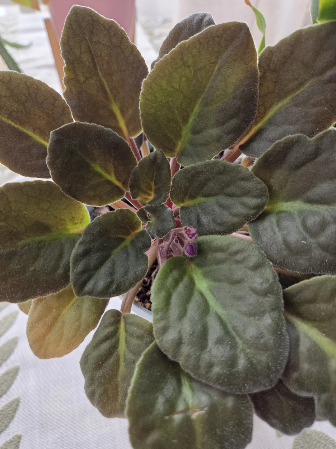 Potted Houseplant Pair 🏈 - photo 3