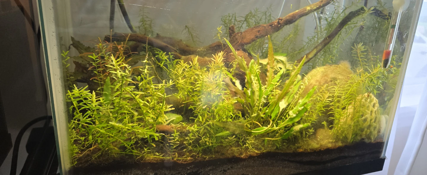 Fully cycled 6 gallons aquarium (two tanks)