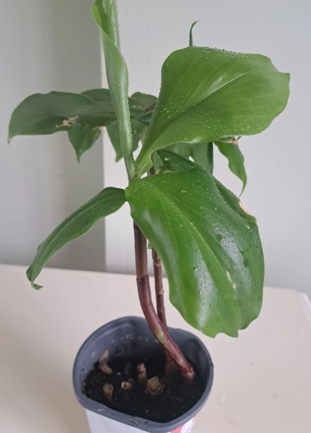 Green Potted insulin plant