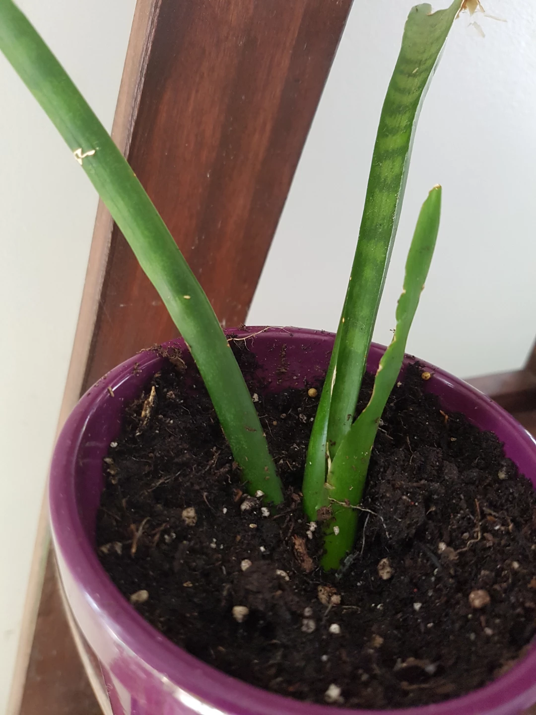 Snake plant in purple pot