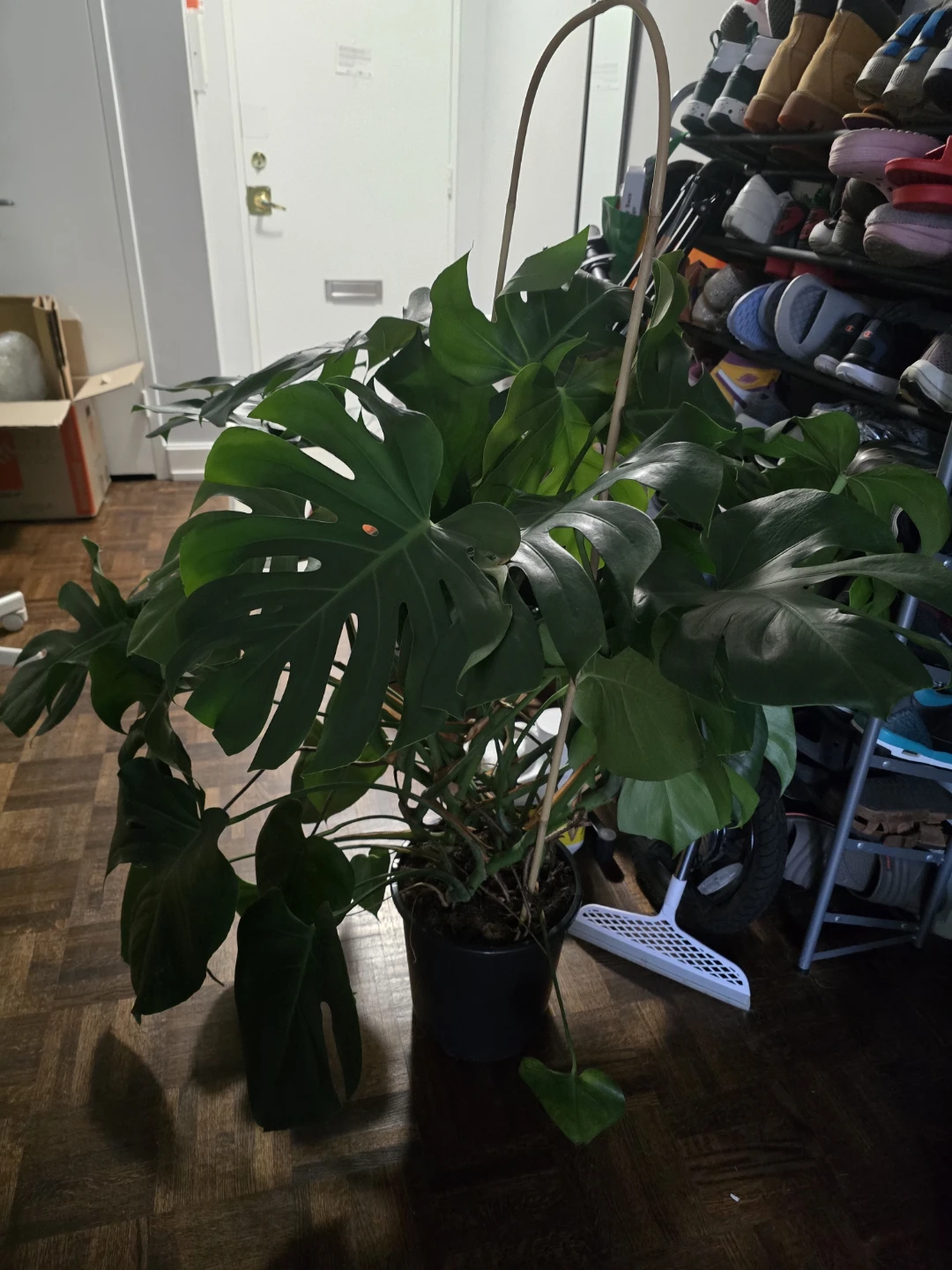 Large Monstera Deliciosa Plant - photo 3