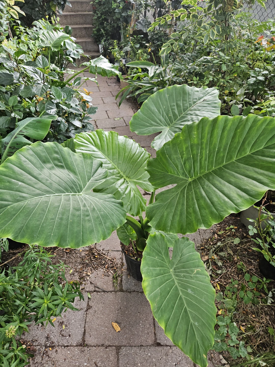 Large Alocasia Elephant Ear Plant🏈 - photo 2
