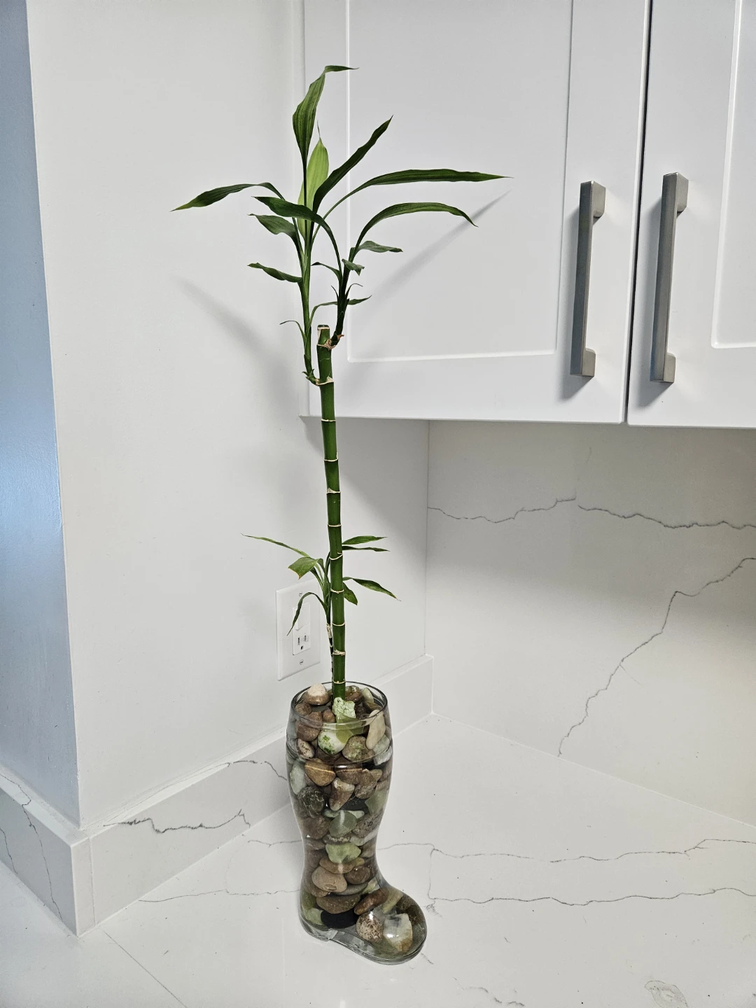 Lucky Bamboo Plant in Glass Vase - photo 2