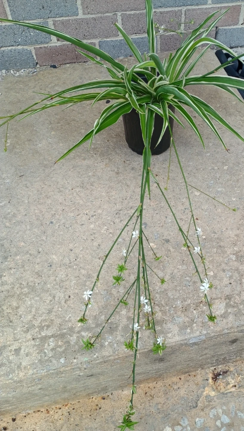 Variegated Spider Plant - photo 5