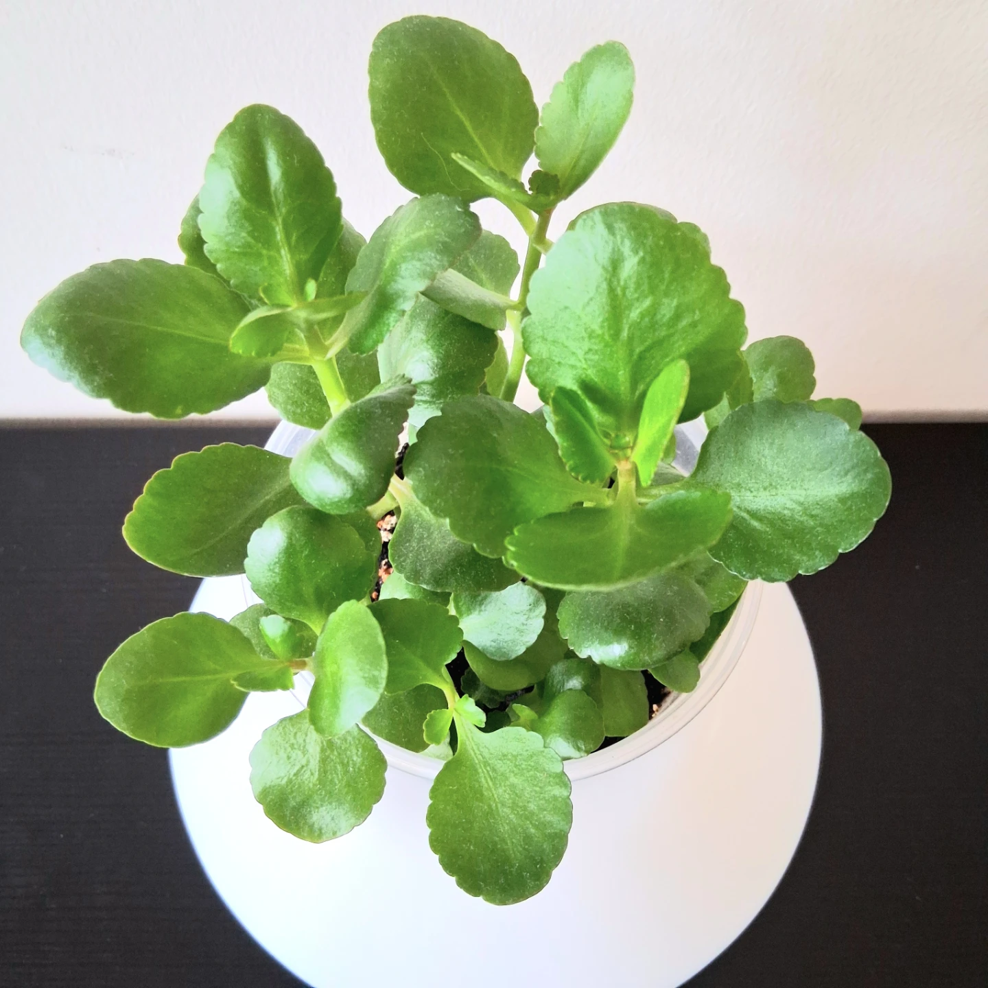 🌱 Kalanchoe ☘️