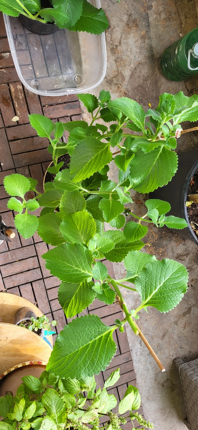 Mexican Mint/ Tần dày lá - photo 4