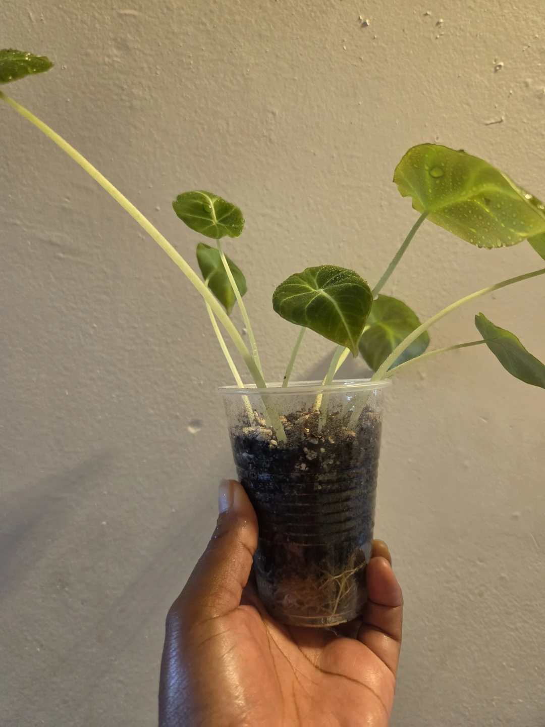 Alocasia Black Velvet✨️🌿 IN SOIL - photo 3