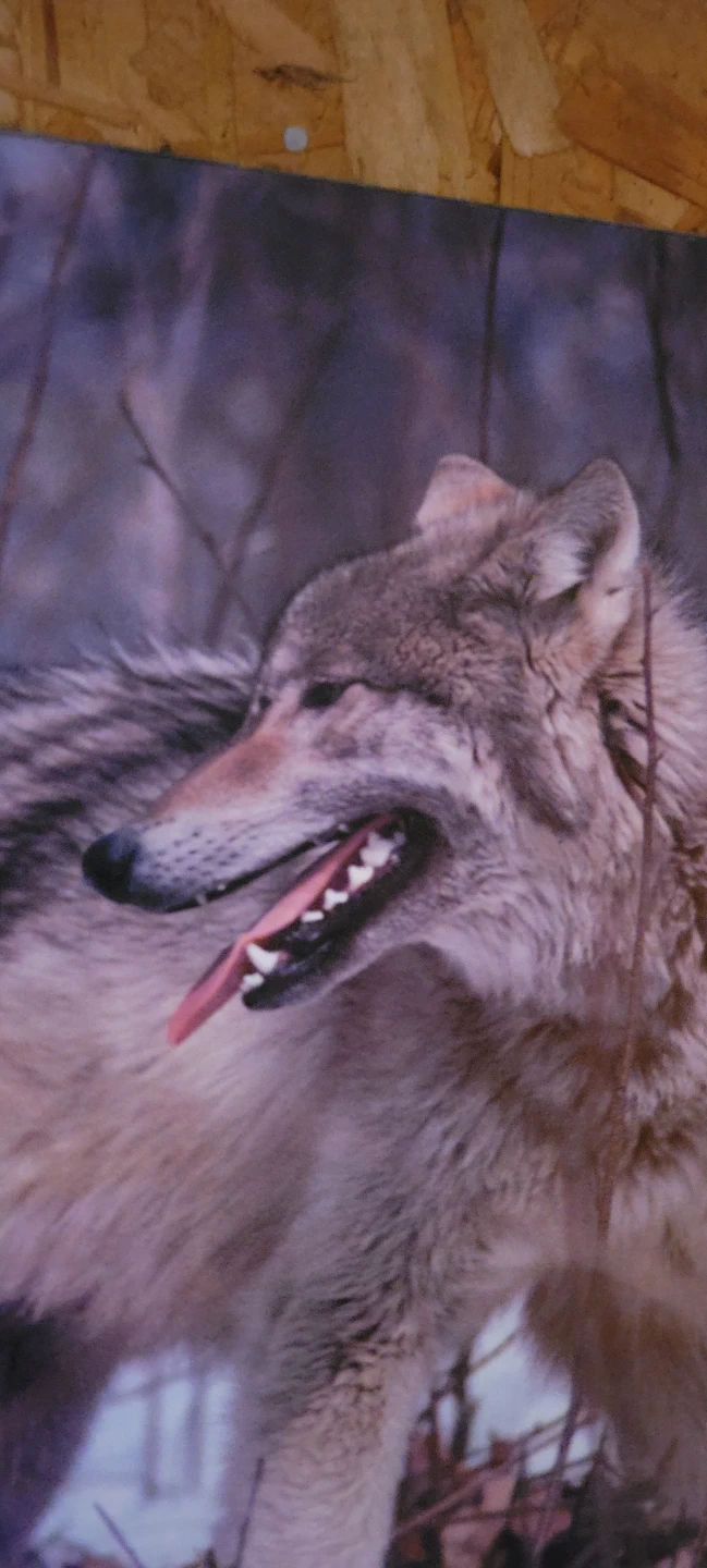 Wolf Photograph - photo 2