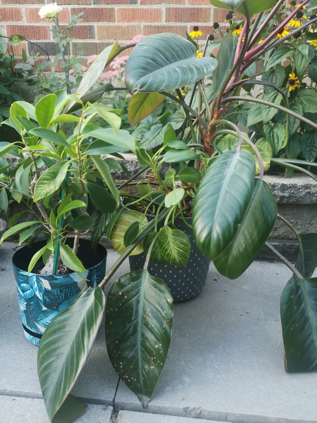 5 plants in pots FREE - photo 4