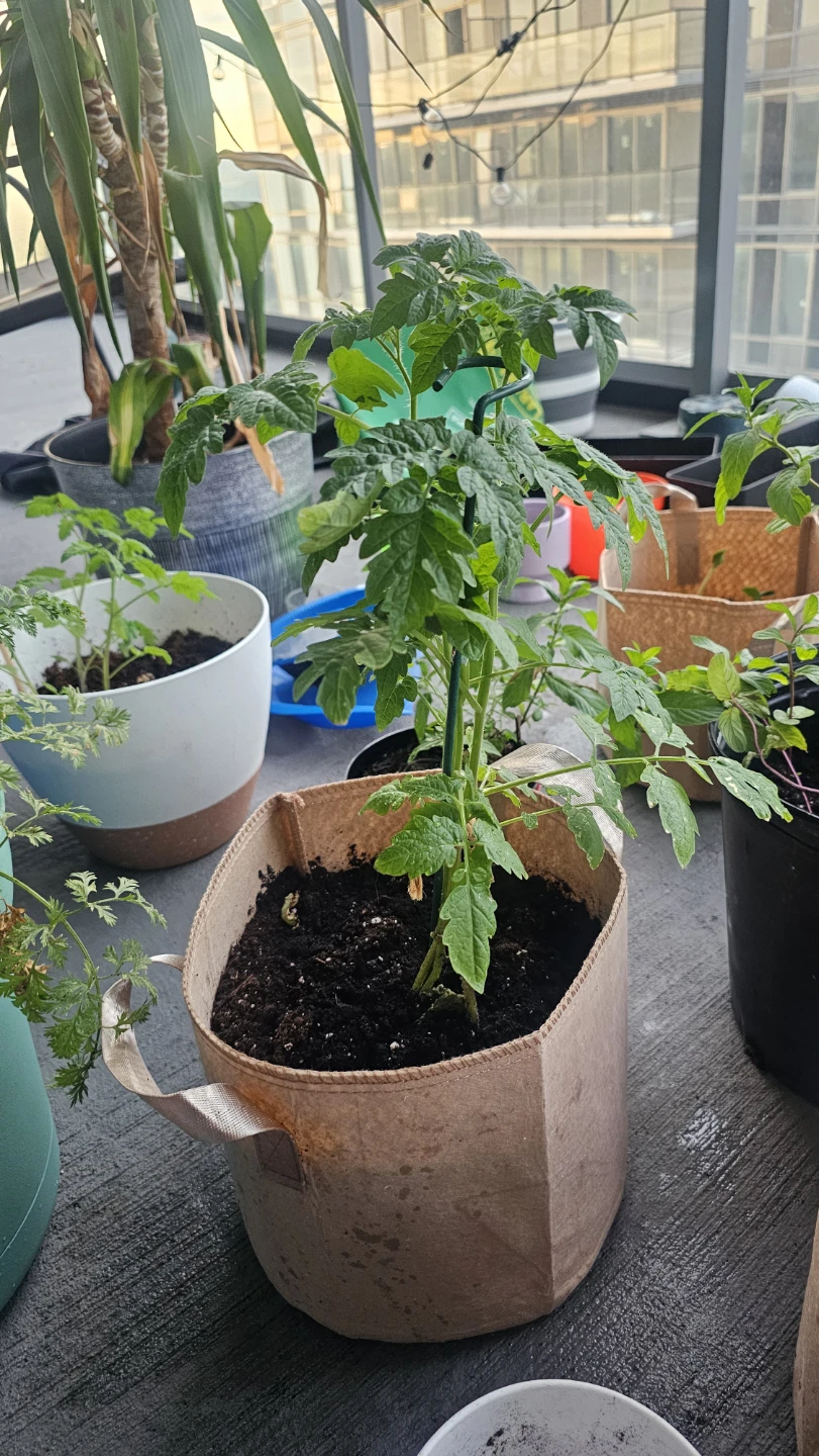 Tomato Seedlings in Planters