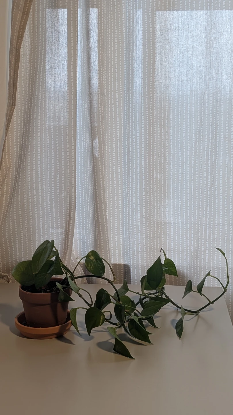 Pothos plant in terracotta pot - photo 2