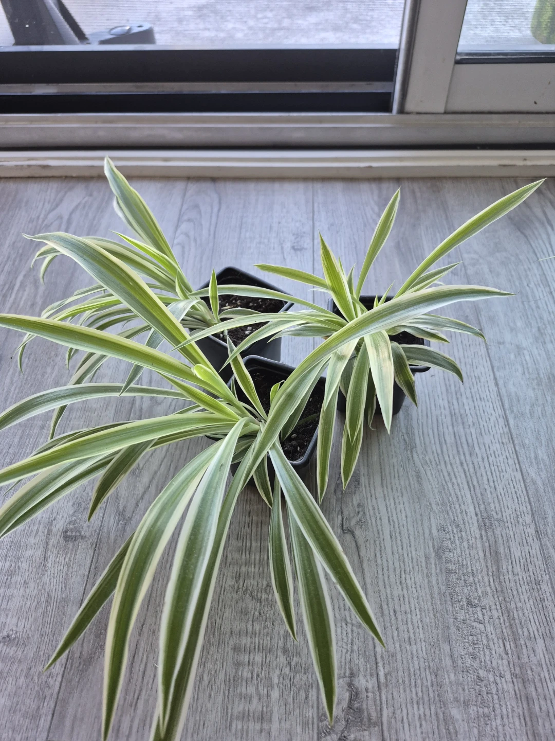 3 spider plants