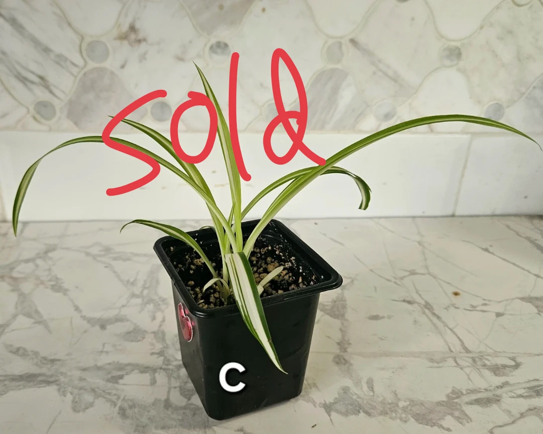 Spider Plants - photo 5