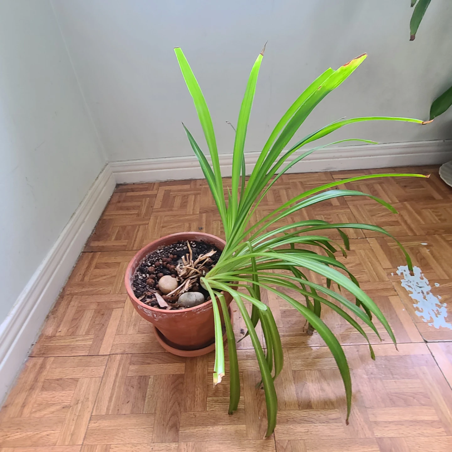 MOVING SALE! Spider Plant in Terracotta Pot