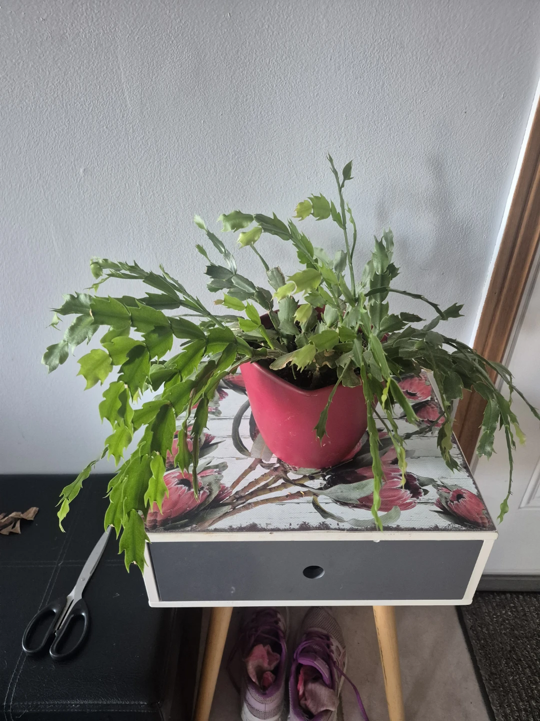 Thanksgiving Cactus Plants ( small $5, large $10) - photo 2