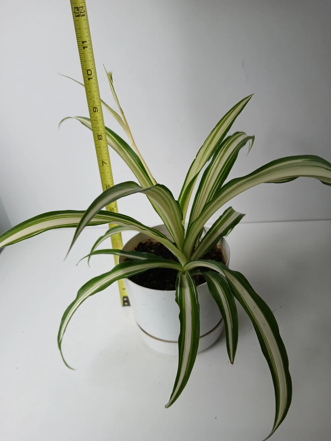 Spider Plant in White Pot. It's available! - photo 2