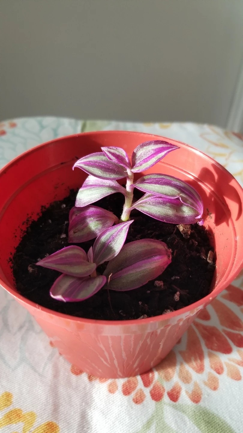 Tradescantia mini  plant - photo 5
