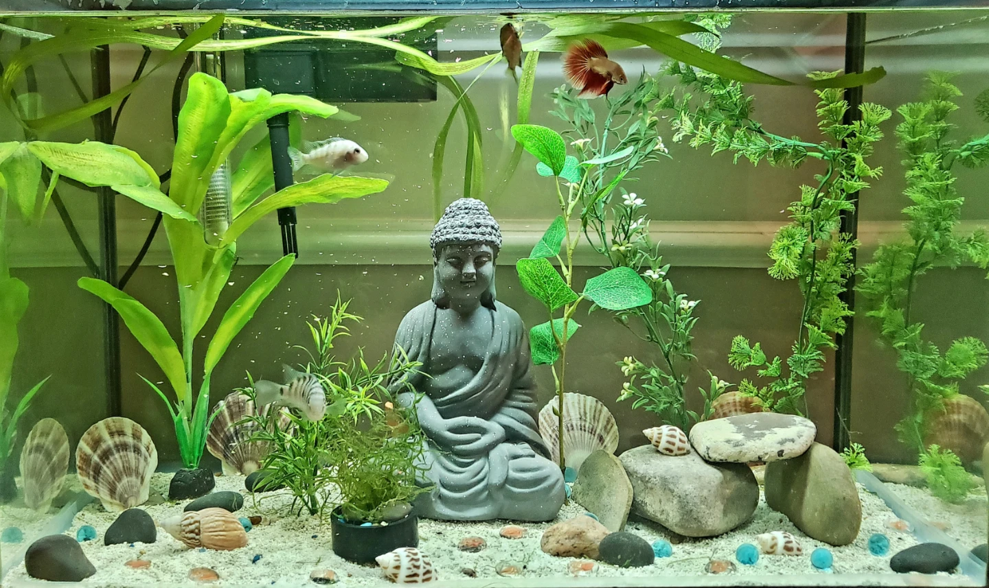Aquarium 20 Gal Complete and Running