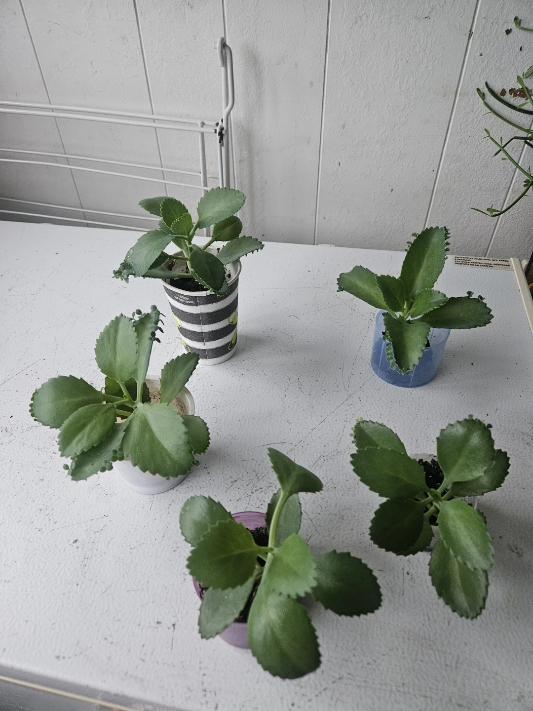 Set of 5 Mother of Thousands Succulent Plants