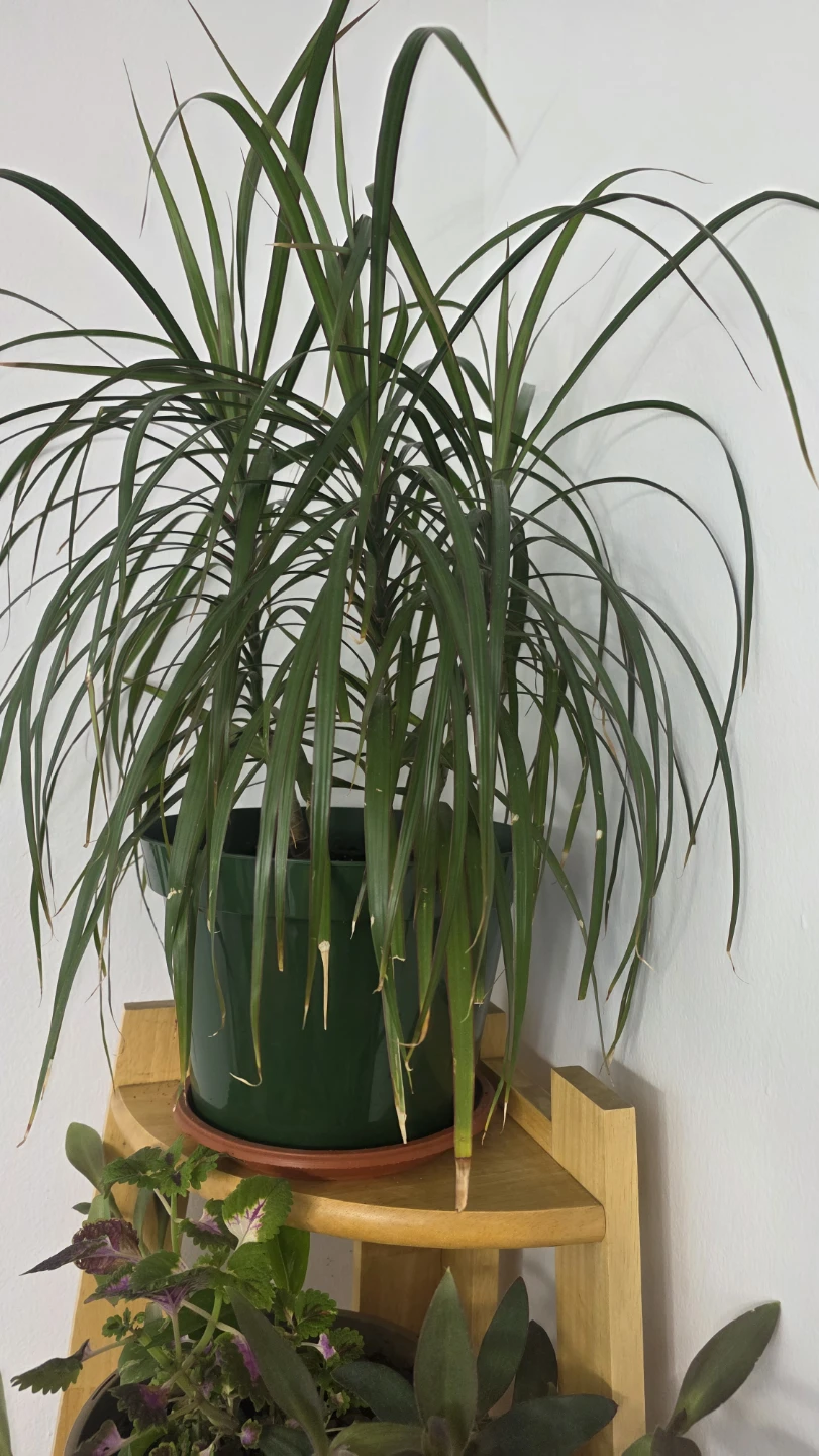 Dracaena Marginata Houseplant - photo 2