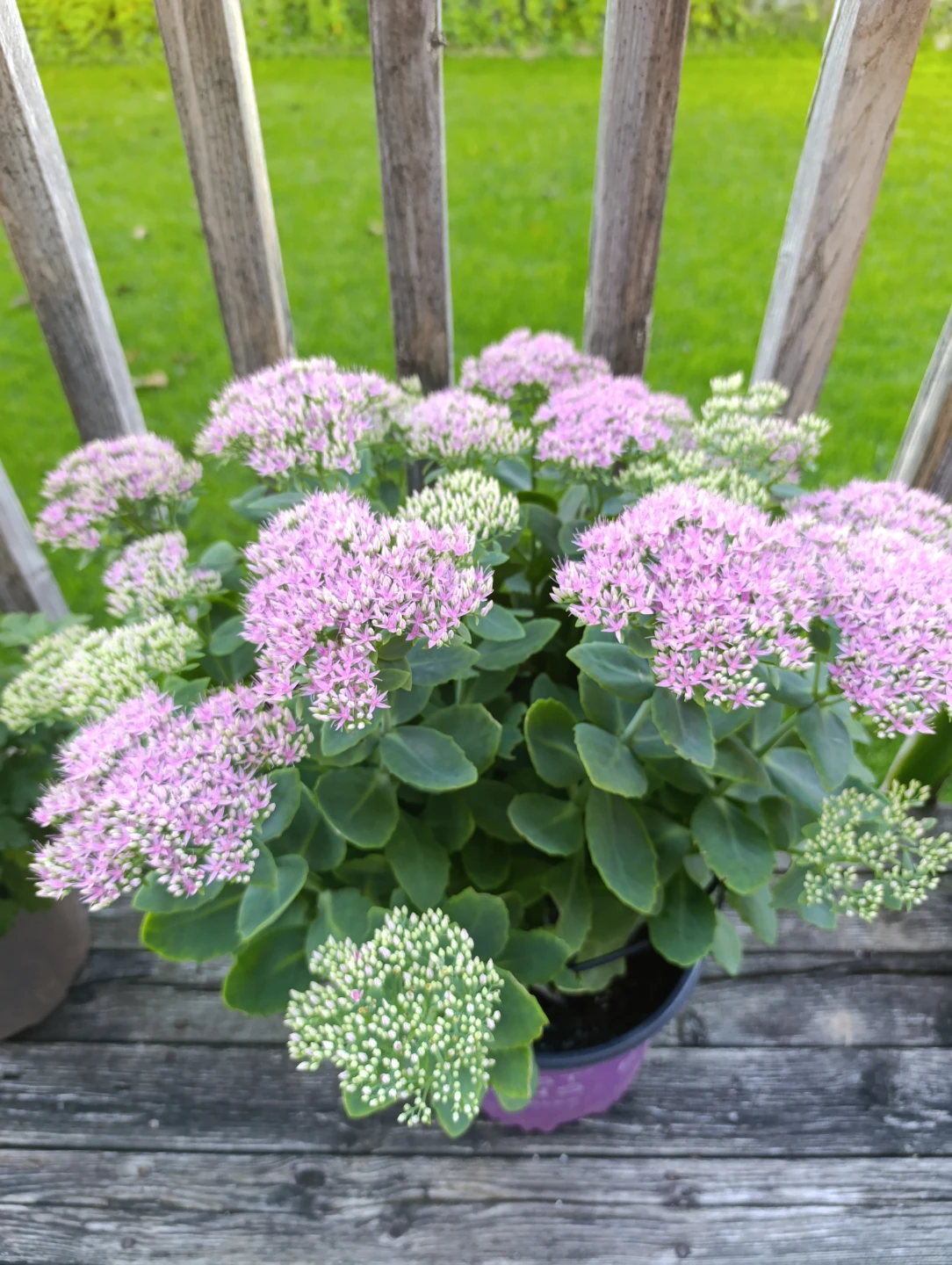 Healthy Sedum Plant - photo 4