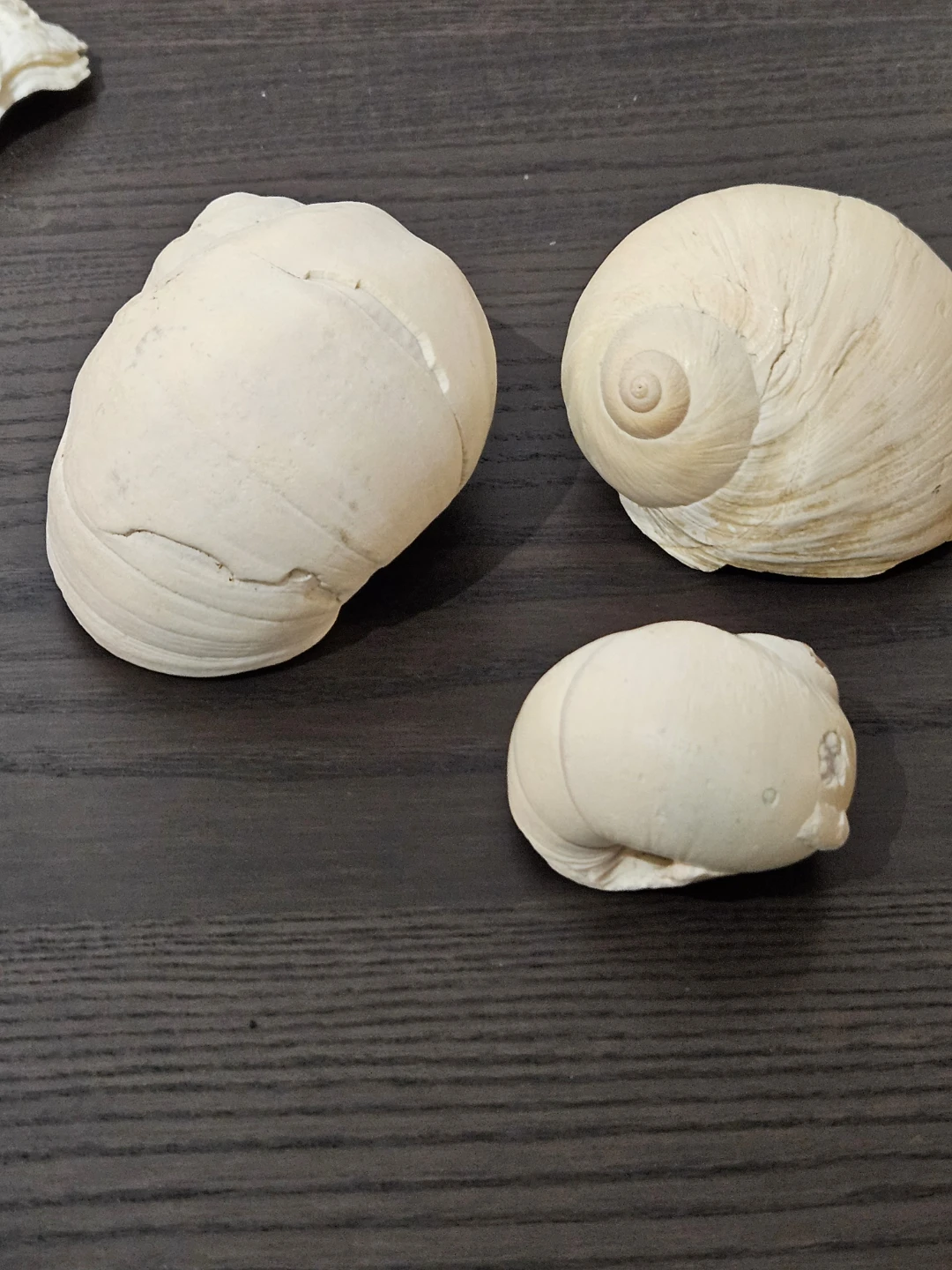 Collection of Seashells - photo 3