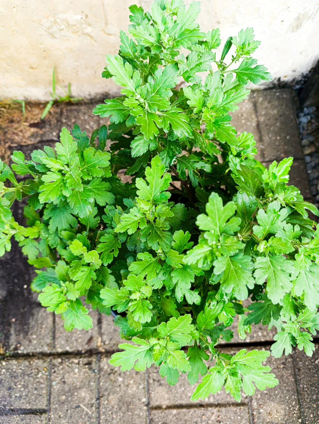 Potted Chrysanthemum Plant - photo 2