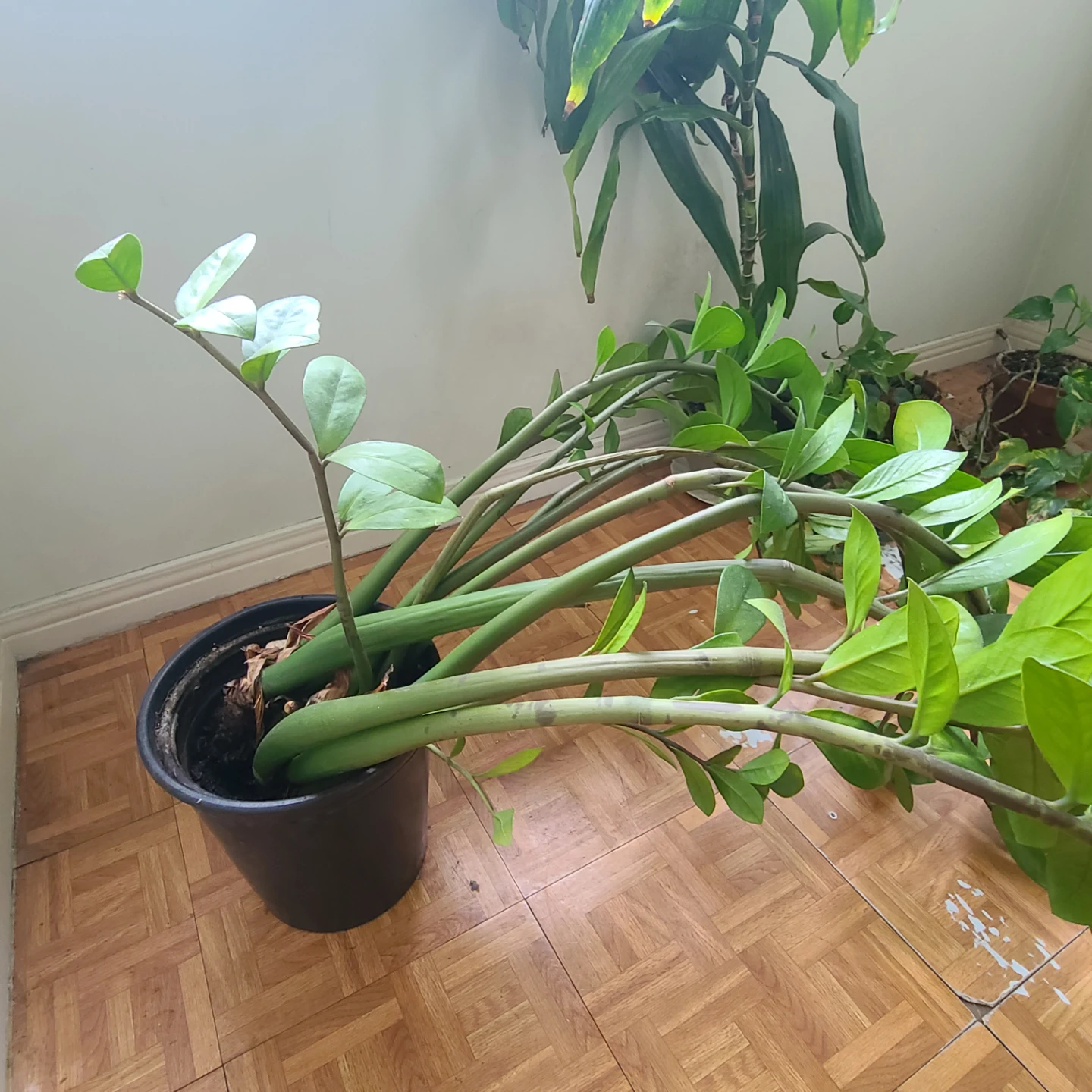 MOVING SALE! Large ZZ Plant