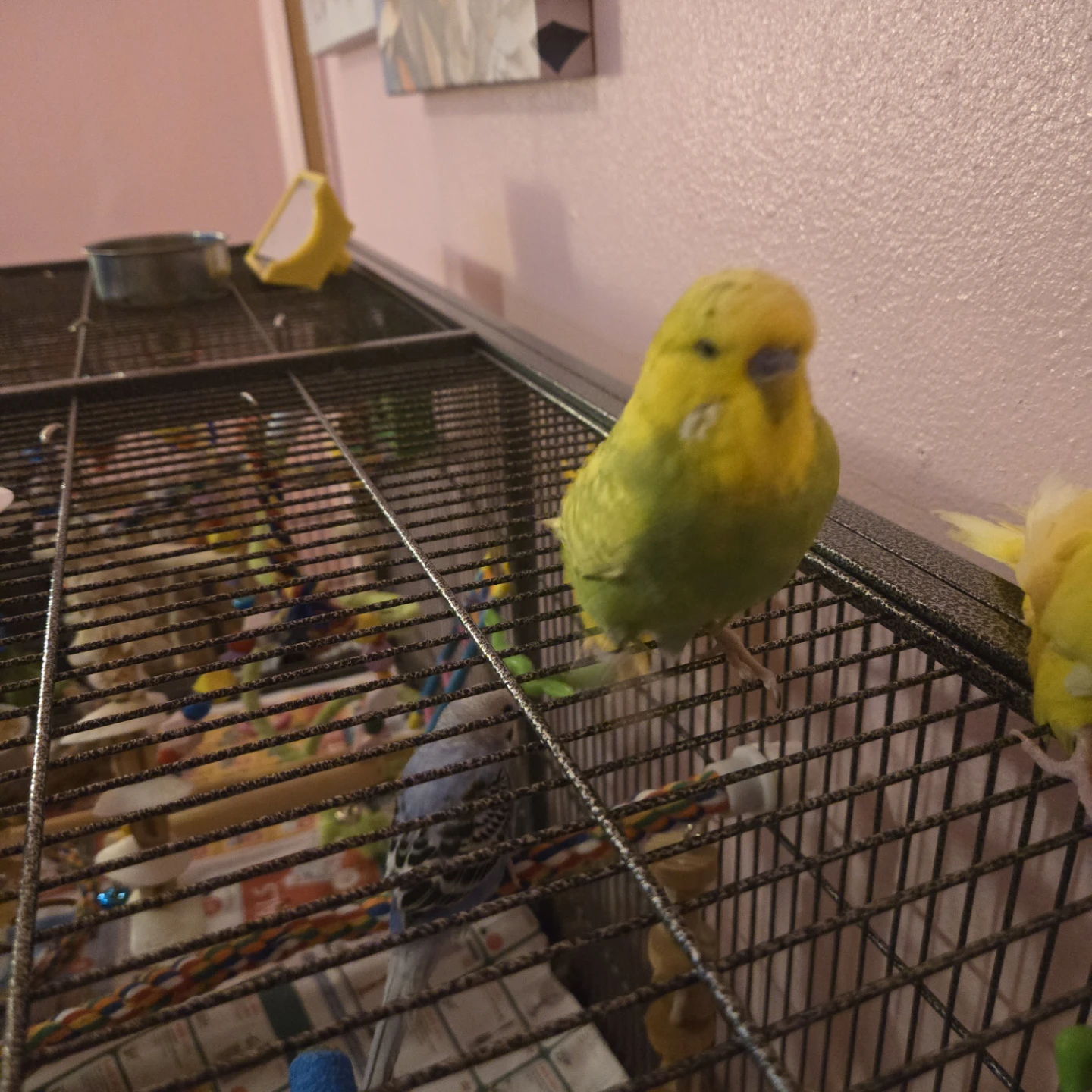 Green male english budgie - photo 3