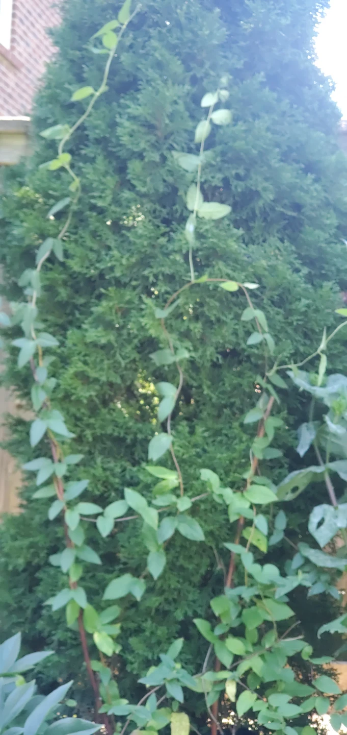 Honey suckle plant. - photo 3