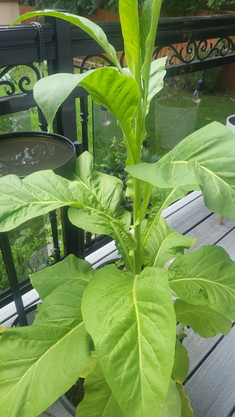 Healthy Tobacco Plant - photo 2