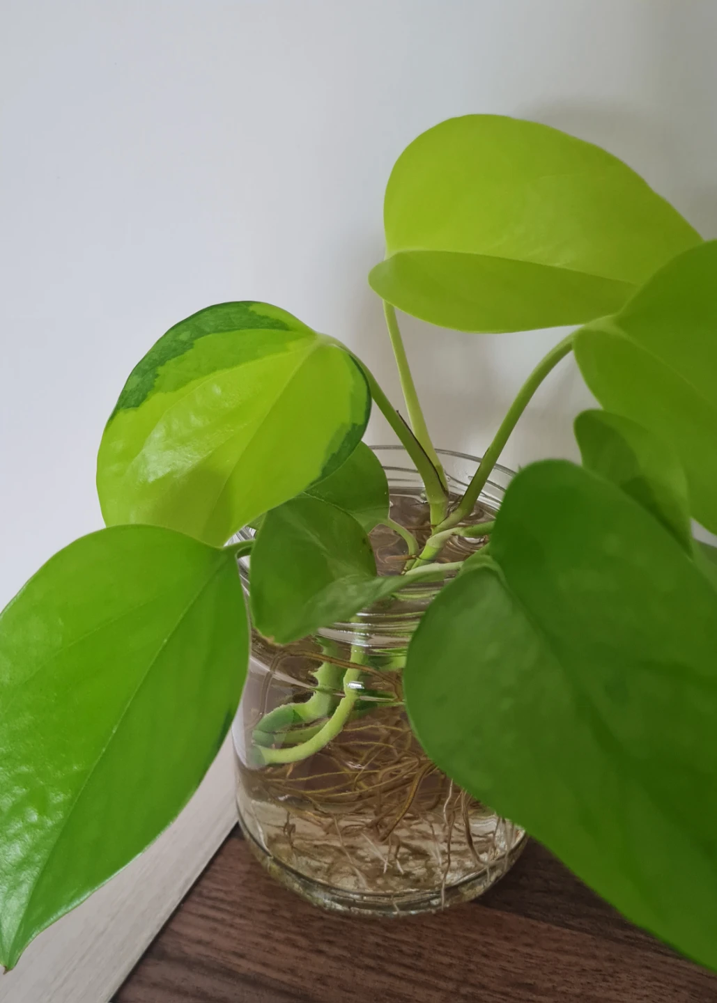 Neon Pothos Plant Rooted in Water! 🌱🌱
