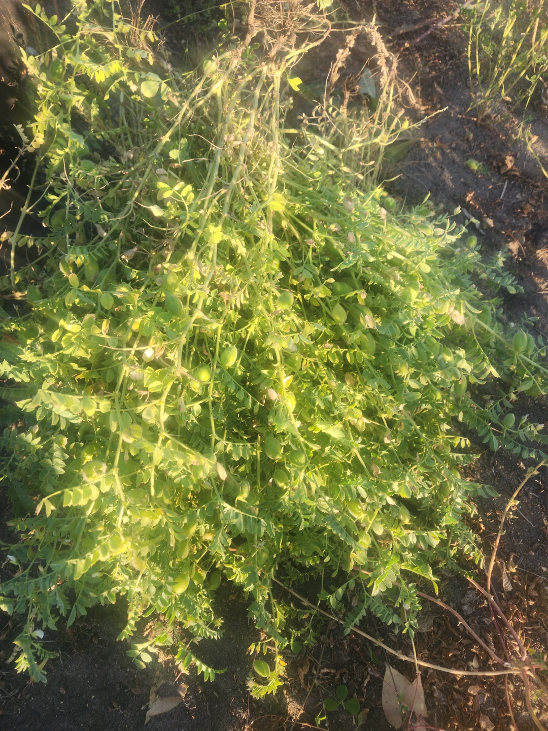 Freshly Harvested Chickpea Plants