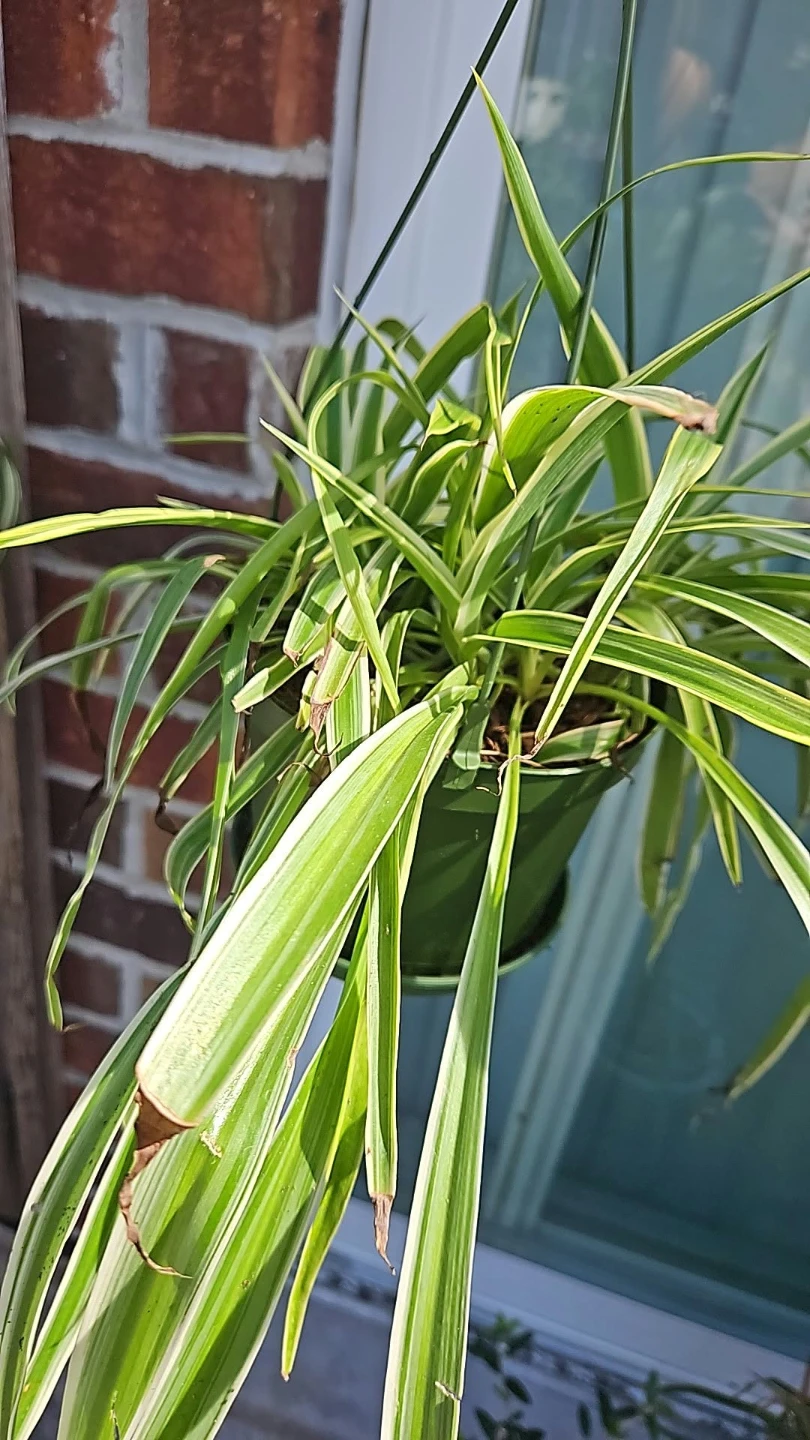 Variegated spider plant in hanging pot🏈 - photo 2