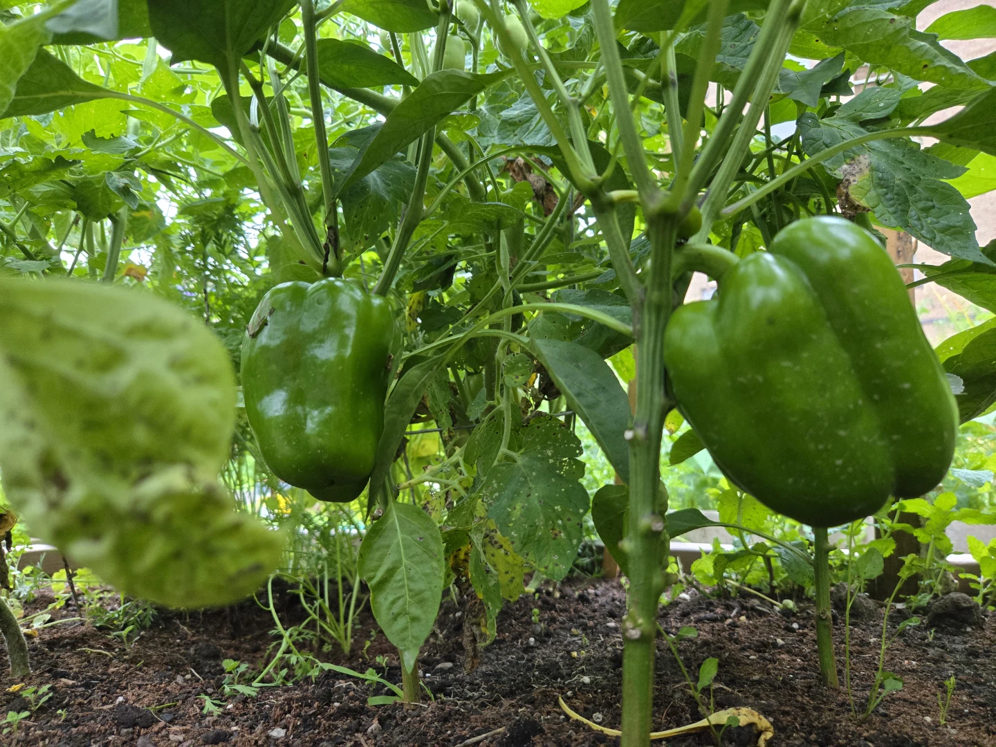 Fresh Homegrown Green Peppers & Eggplants - photo 4