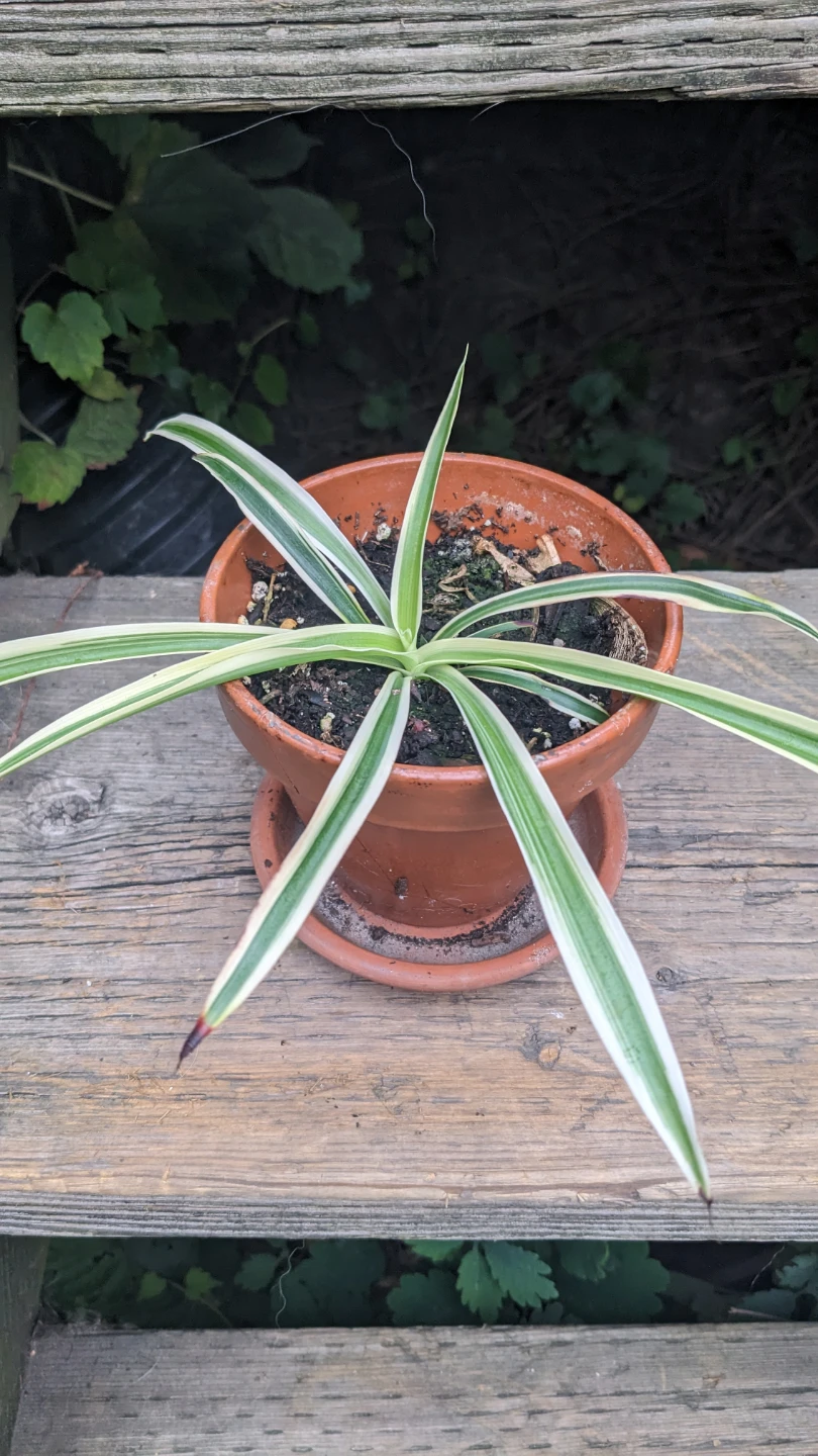 Variegated Spider Plant in Terracotta Pot