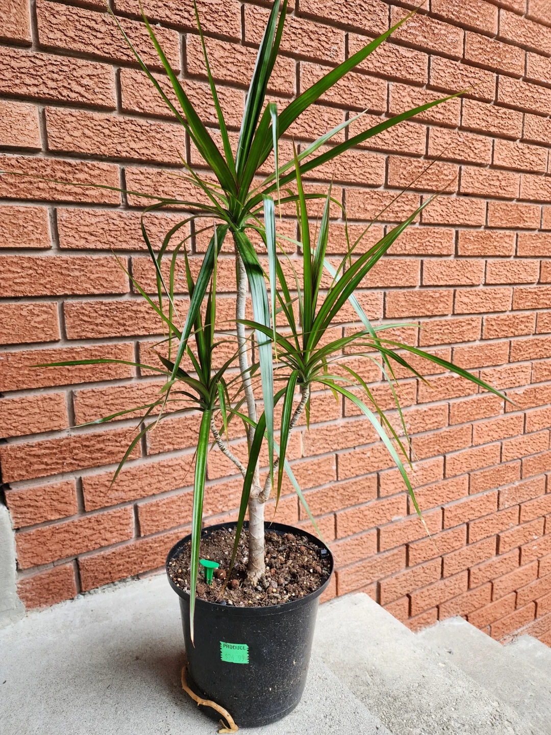 Dracaena Marginata Houseplant - photo 2