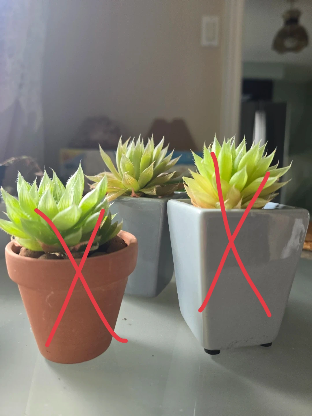 Succulent Plants in Pots - photo 2