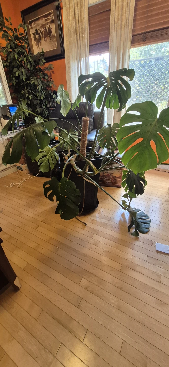 Mature Monstera Deliciosa with Huge Split Leaves $80