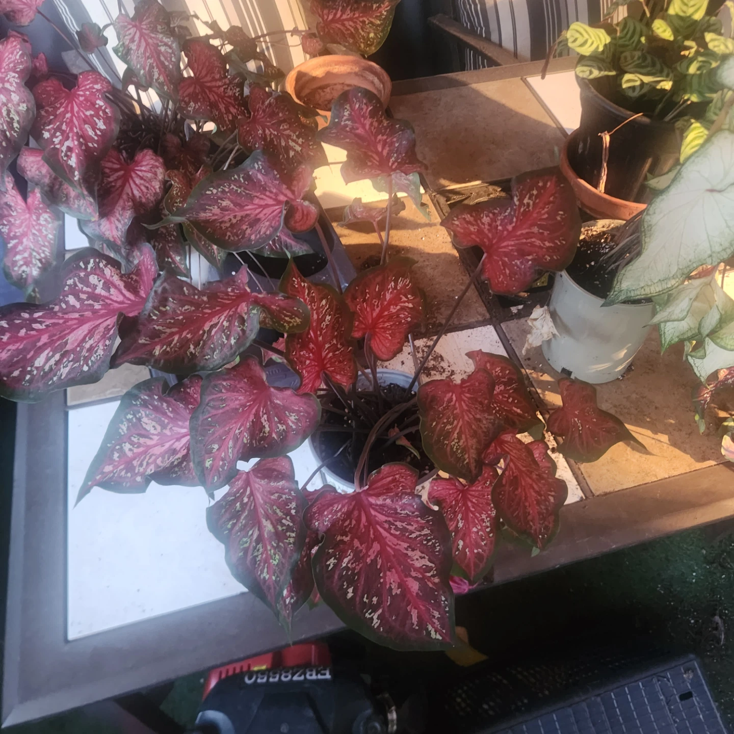 Red Caladium Plant - photo 3