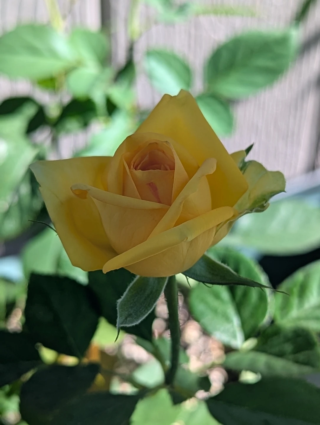 Yellow Rose Plant
