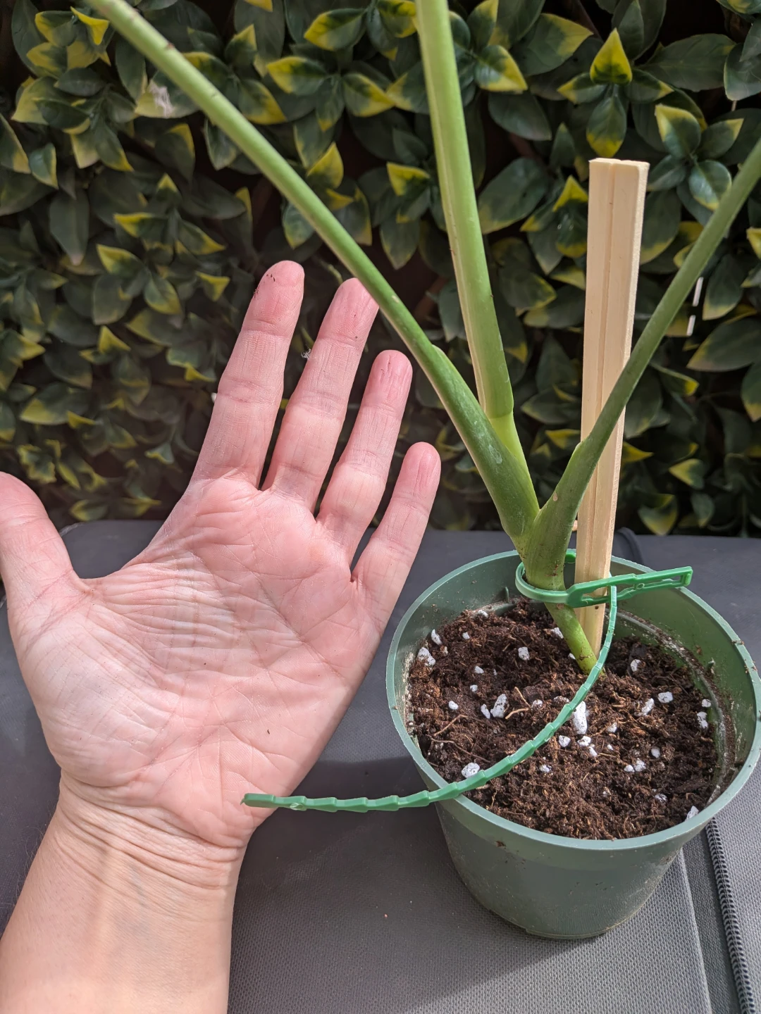 🌿Young Monstera Deliciosa Houseplant - photo 2