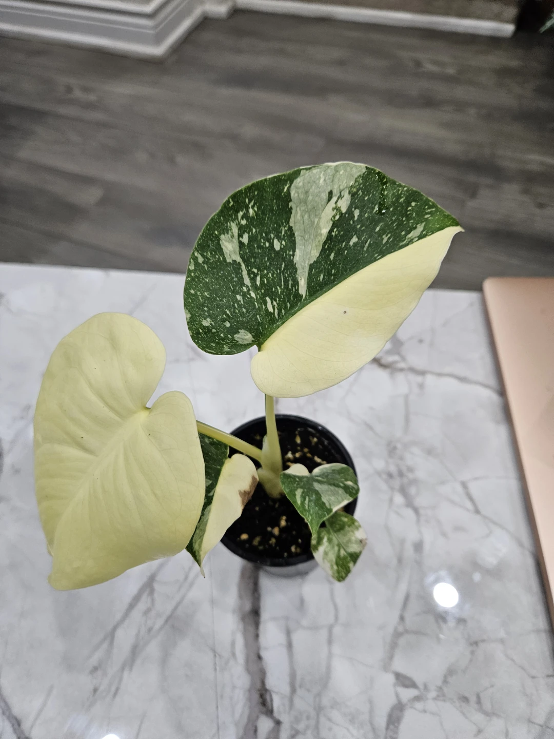 Variegated Monstera thai Plant - photo 3