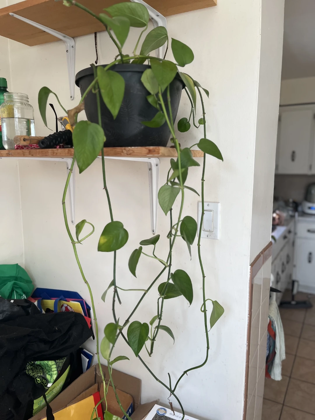 Healthy Pothos Houseplant in Black Pot - photo 3