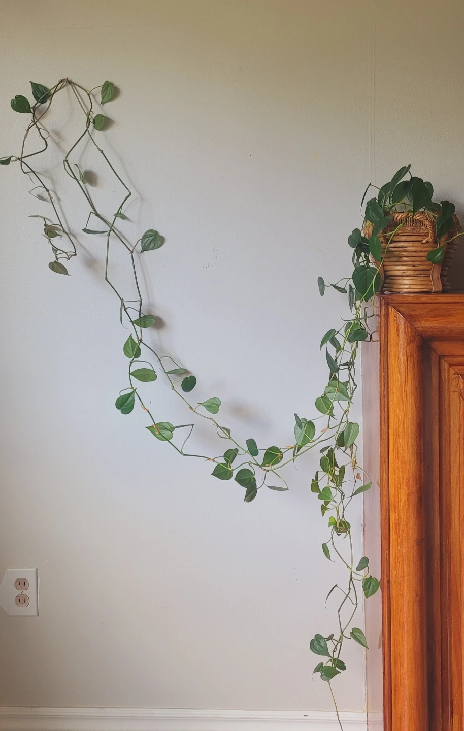 Heartleaf Philodendron in Rattan Basket - photo 3