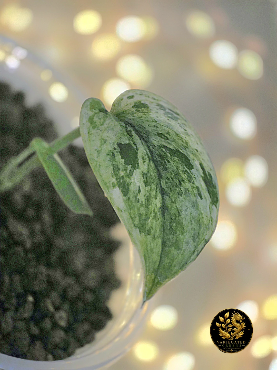 Scindapsus Halimoon "Stellar Illumination" - photo 3