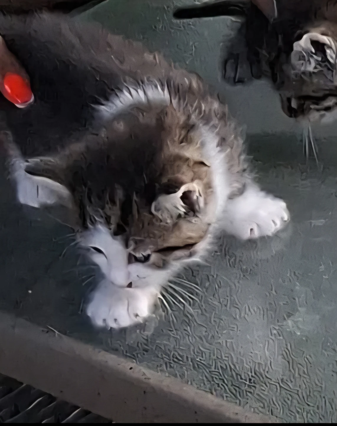 young kitten